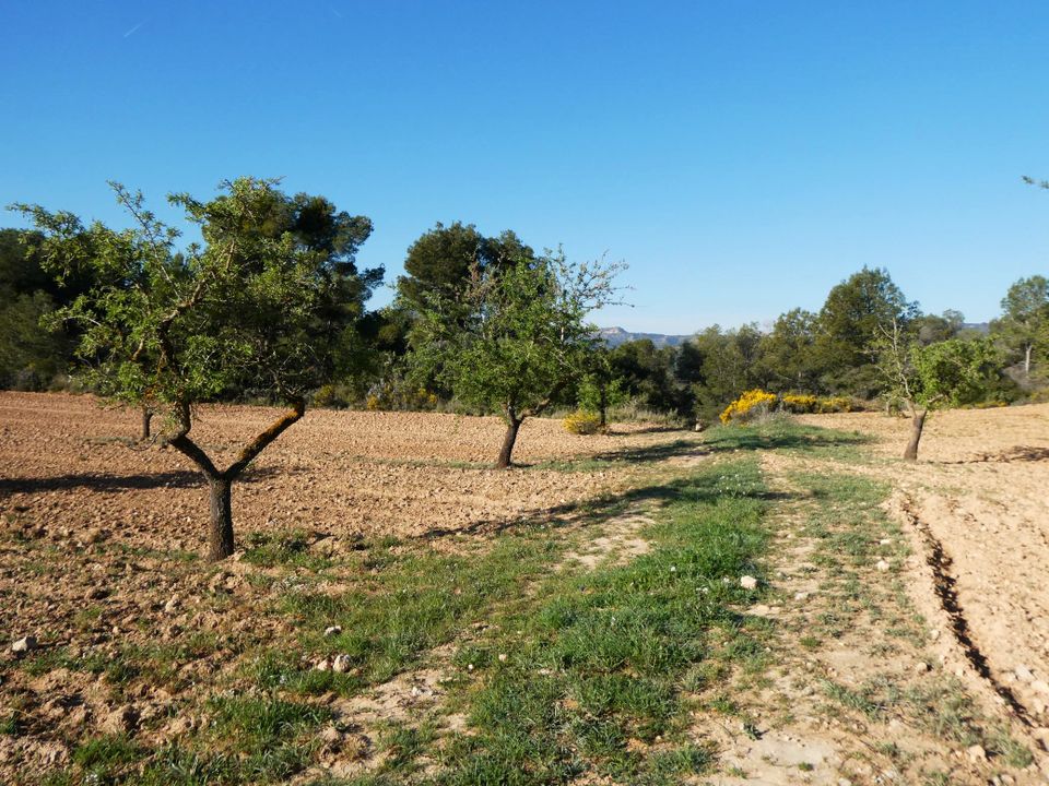 Finca en Batea, Tarragona - foto 2