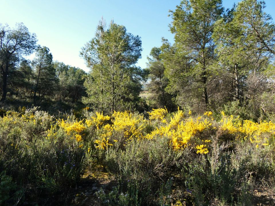 Finca en Batea, Tarragona - foto 5