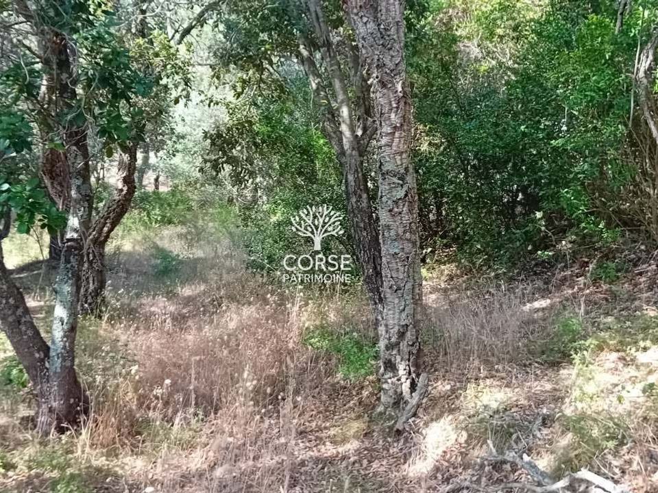 Helårsgrund i Sotta, Corse-du-Sud - foto 3