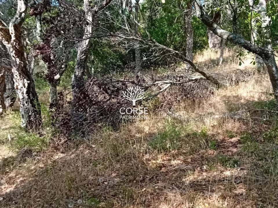Helårsgrund i Sotta, Corse-du-Sud - foto 4