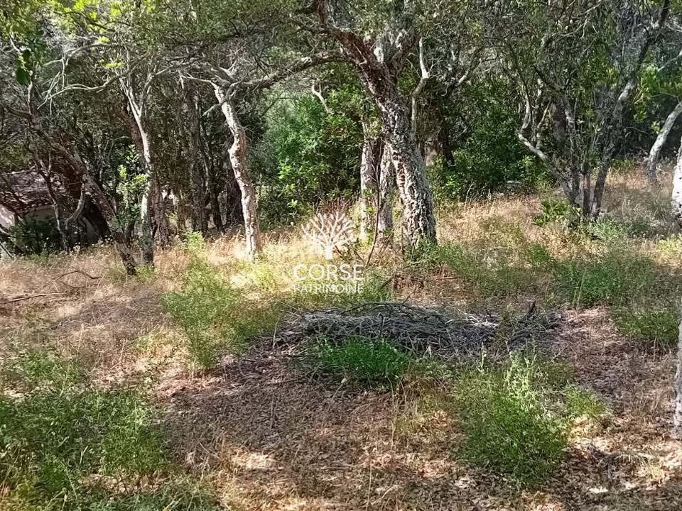 Helårsgrund i Sotta, Corse-du-Sud - foto 5