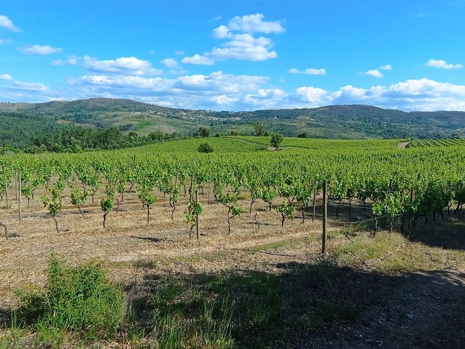 Farm i Penalva do Castelo, Viseu - foto 2