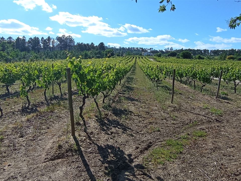 Farm i Penalva do Castelo, Viseu - foto 4