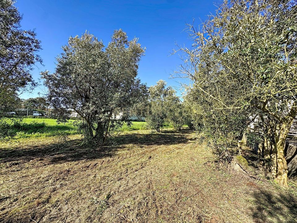 Helårsgrund i Alcobaca, Leiria - foto 3