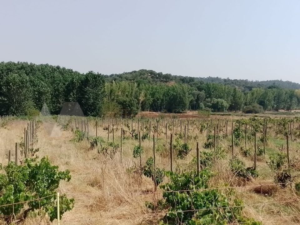 Helårsgrund i Almeirim, Santarem - foto 3