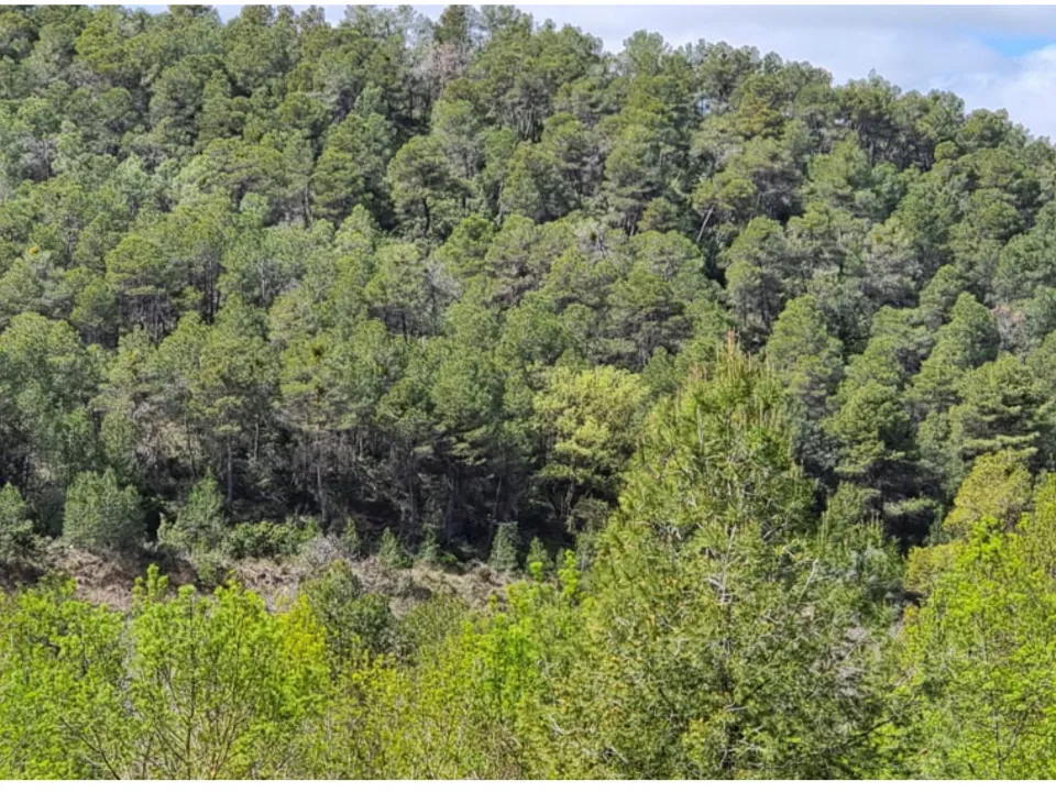Finca i Caseres, Tarragona - foto 3