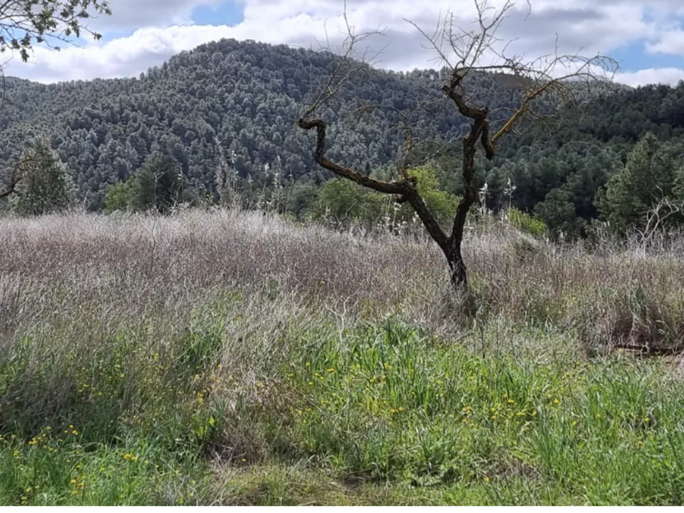 Finca i Caseres, Tarragona - foto 2