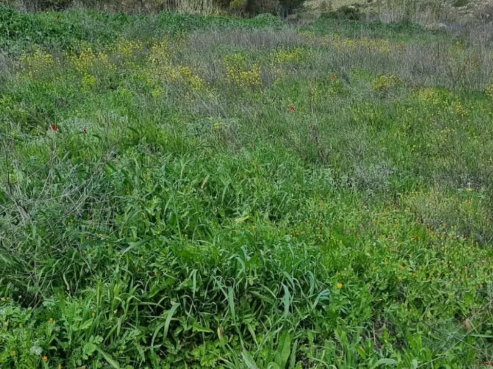Finca i Caseres, Tarragona - foto 5