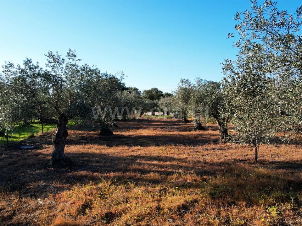 Terra a Penamacor, Castelo Branco - foto 5