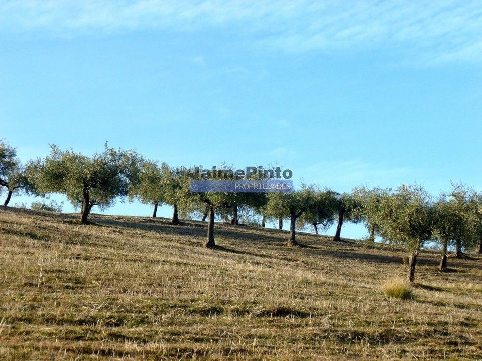 Terra a Figueira de Castelo Rodrigo, Guarda - foto 1