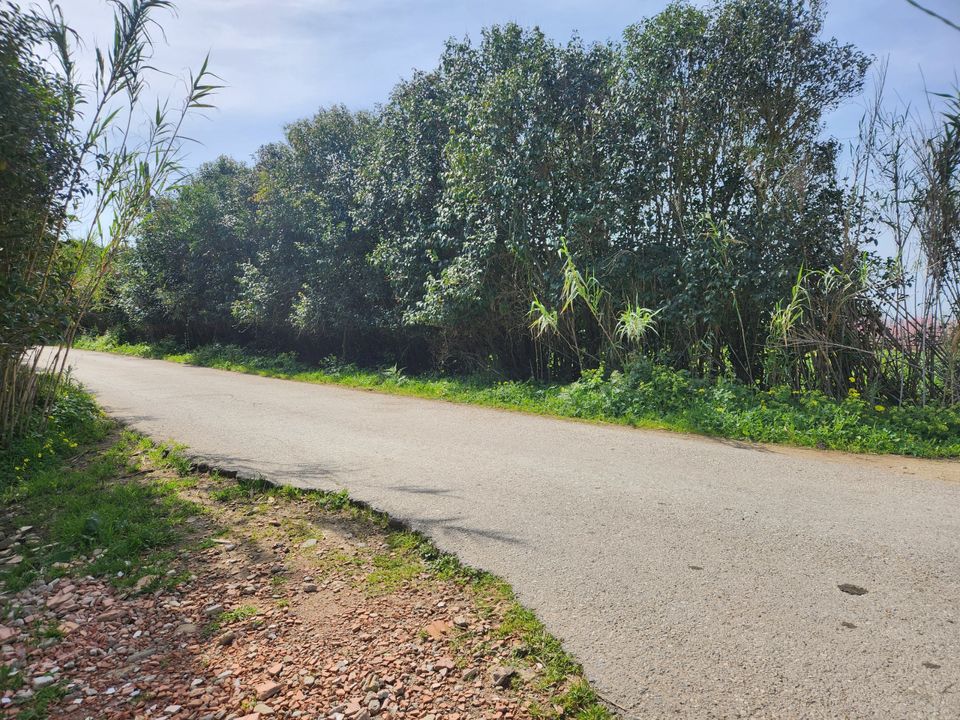 Erhvervsejendom i San Sperate, Sud Sardegna - foto 5