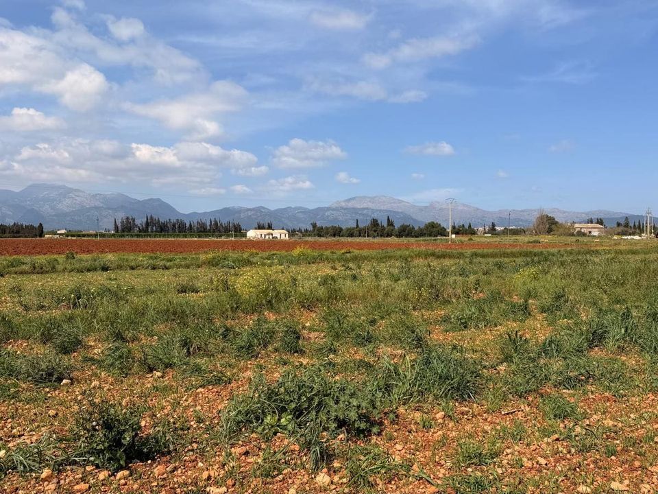 Helårsgrund i Llubi, Mallorca - foto 3