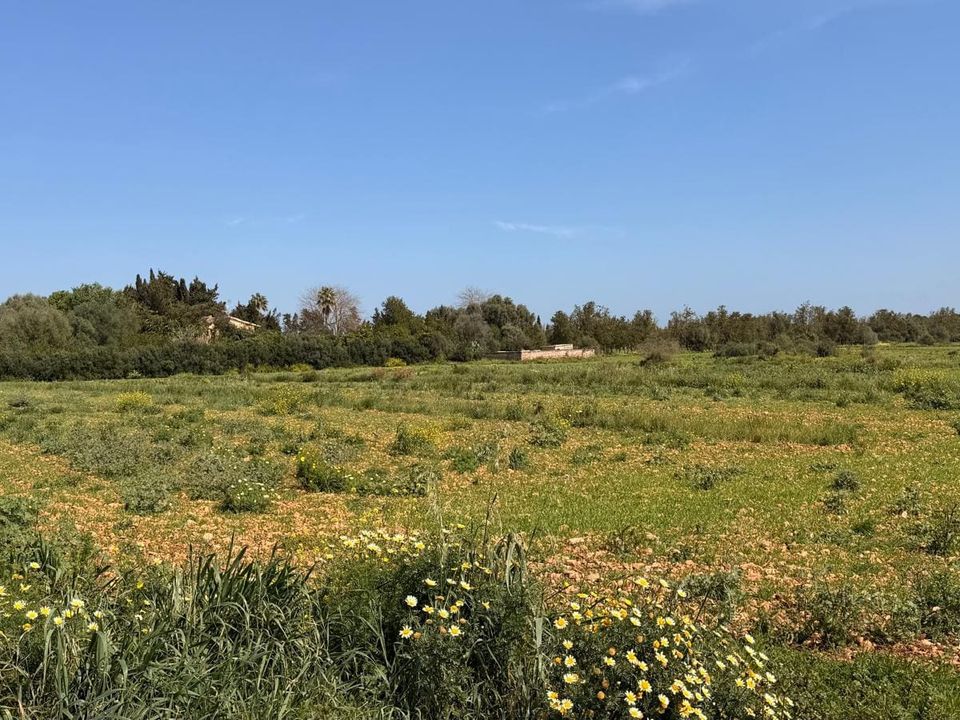 Helårsgrund i Llubi, Mallorca - foto 4
