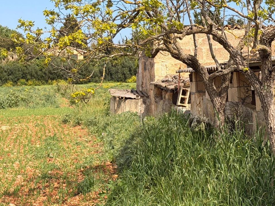 Helårsgrund i Llubi, Mallorca - foto 5