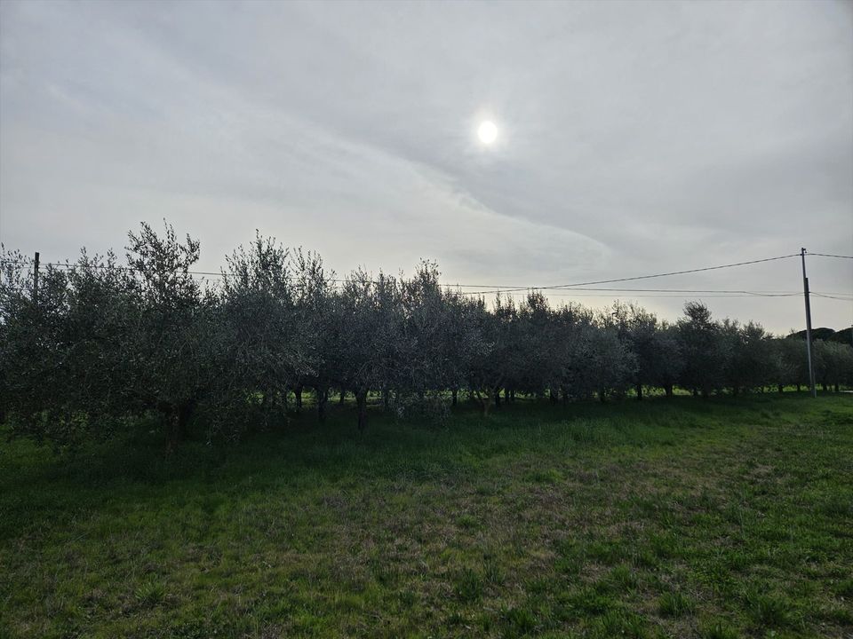 Helårsgrund i Castiglione del Lago, Perugia - foto 1