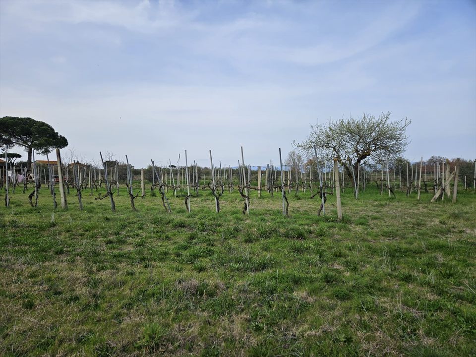Helårsgrund i Castiglione del Lago, Perugia - foto 2