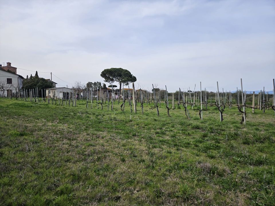 Helårsgrund i Castiglione del Lago, Perugia - foto 3