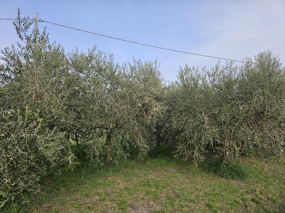 Helårsgrund i Castiglione del Lago, Perugia - foto 4