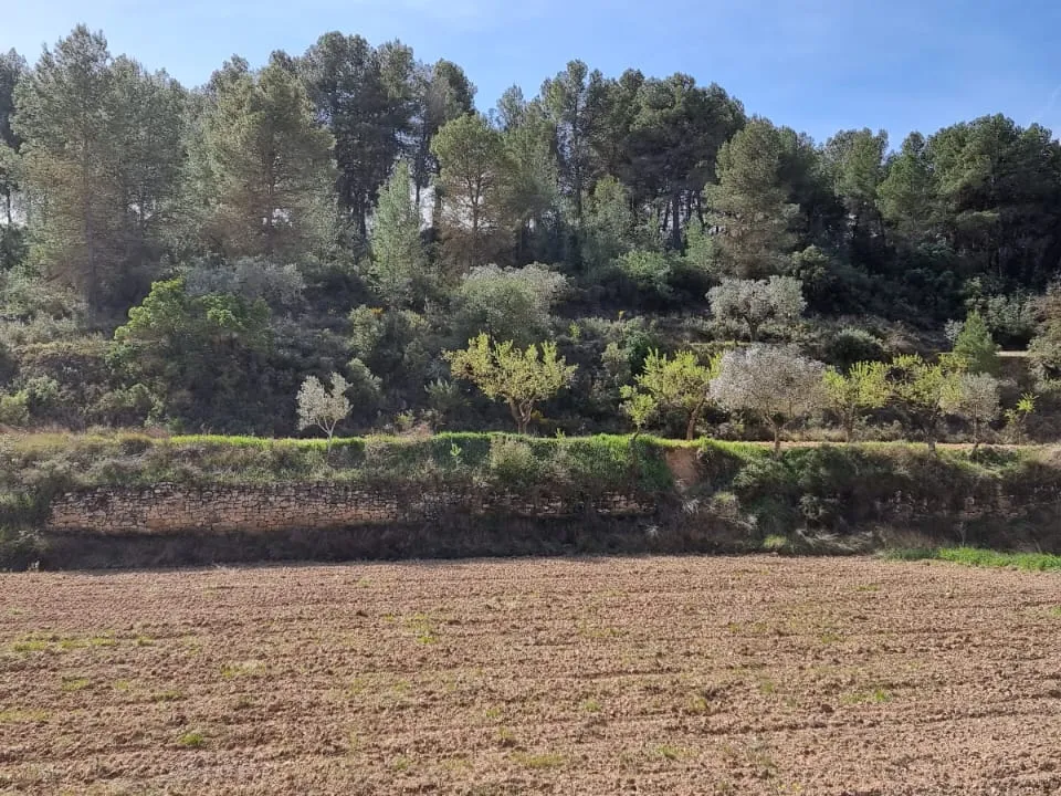 Finca i Caseres, Tarragona - foto 4
