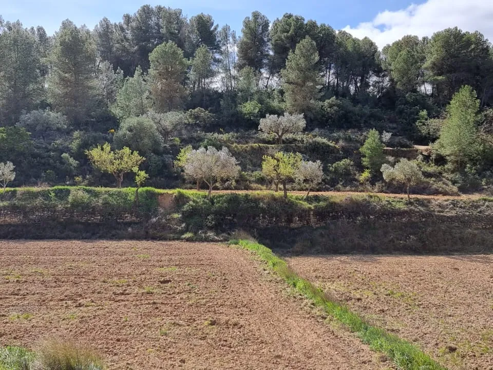 Finca i Caseres, Tarragona - foto 1