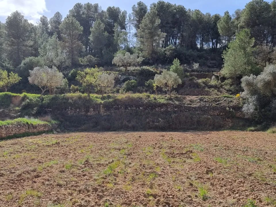 Finca i Caseres, Tarragona - foto 5