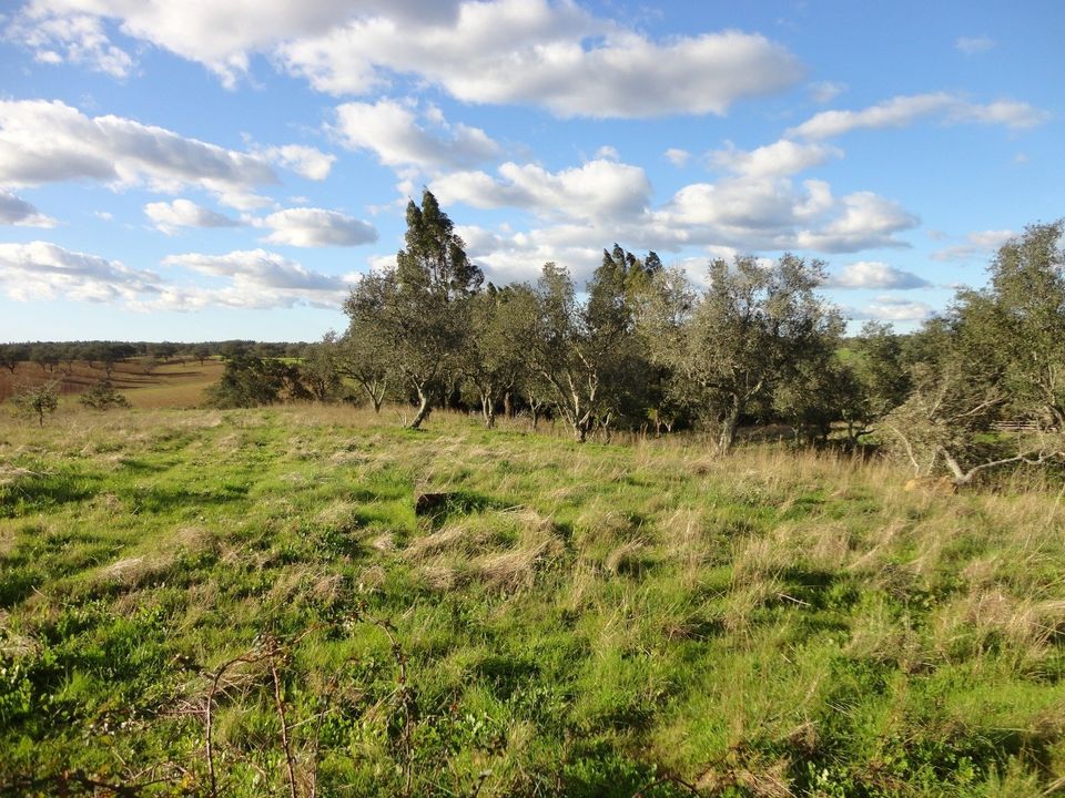 Farm hus i Sao Domingos e Vale de Agua, Setubal - foto 2