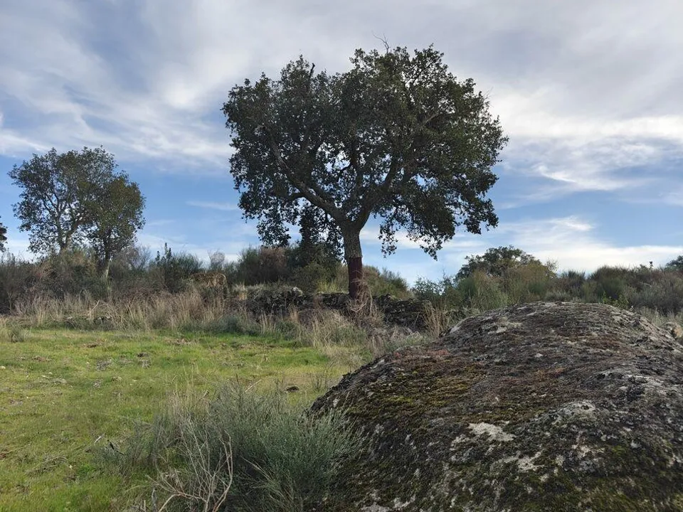 Helårsgrund i Idanha-a-Nova, Castelo Branco - foto 3
