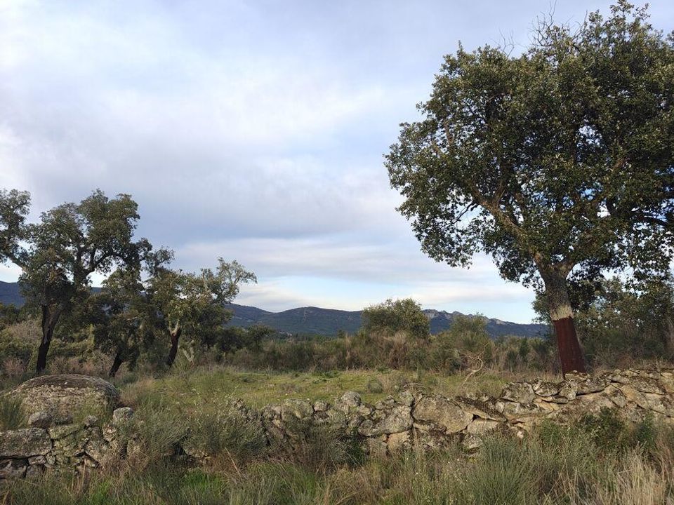 Helårsgrund i Idanha-a-Nova, Castelo Branco - foto 4