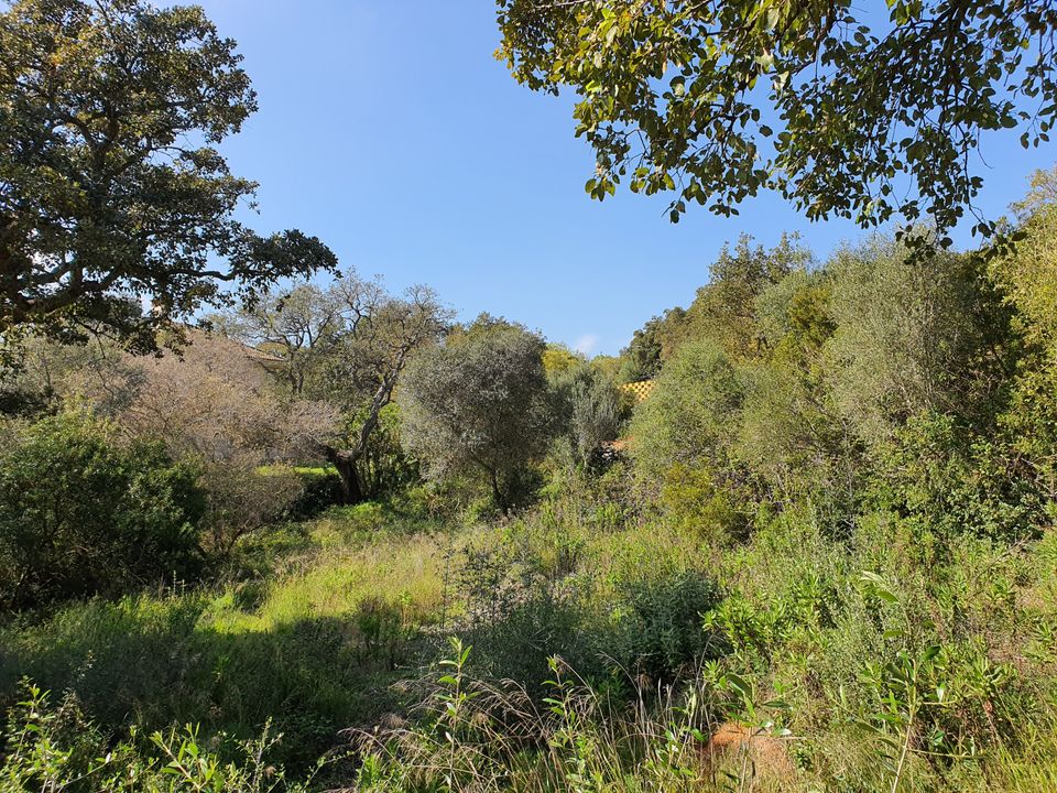 Helårsgrund i Sotogrande, Cadiz - foto 3