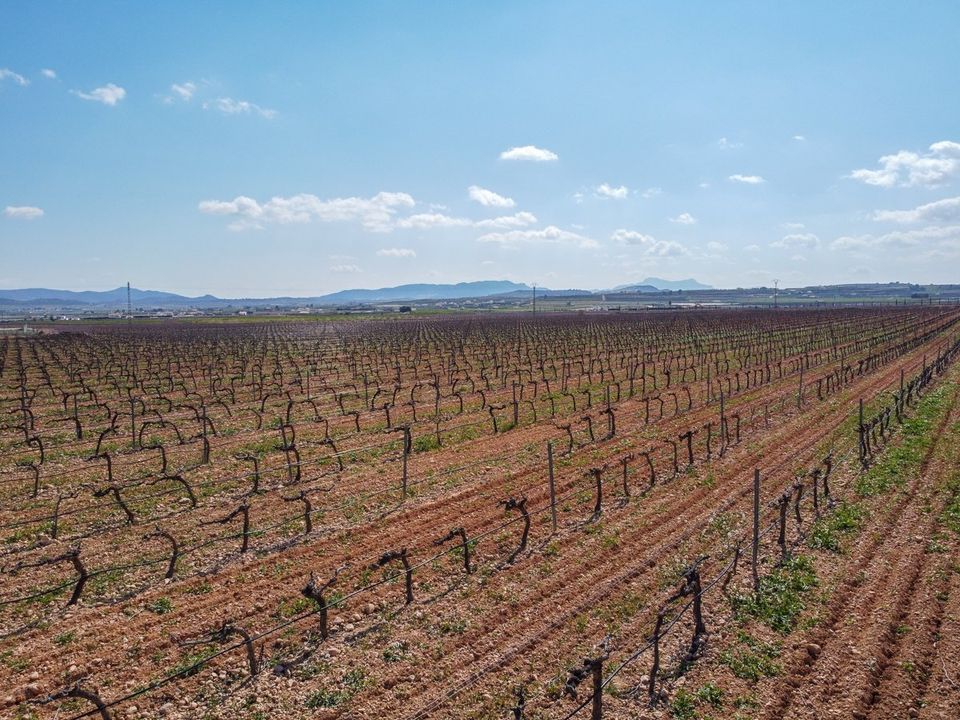 Helårsgrund i Pinoso, Alicante - foto 3