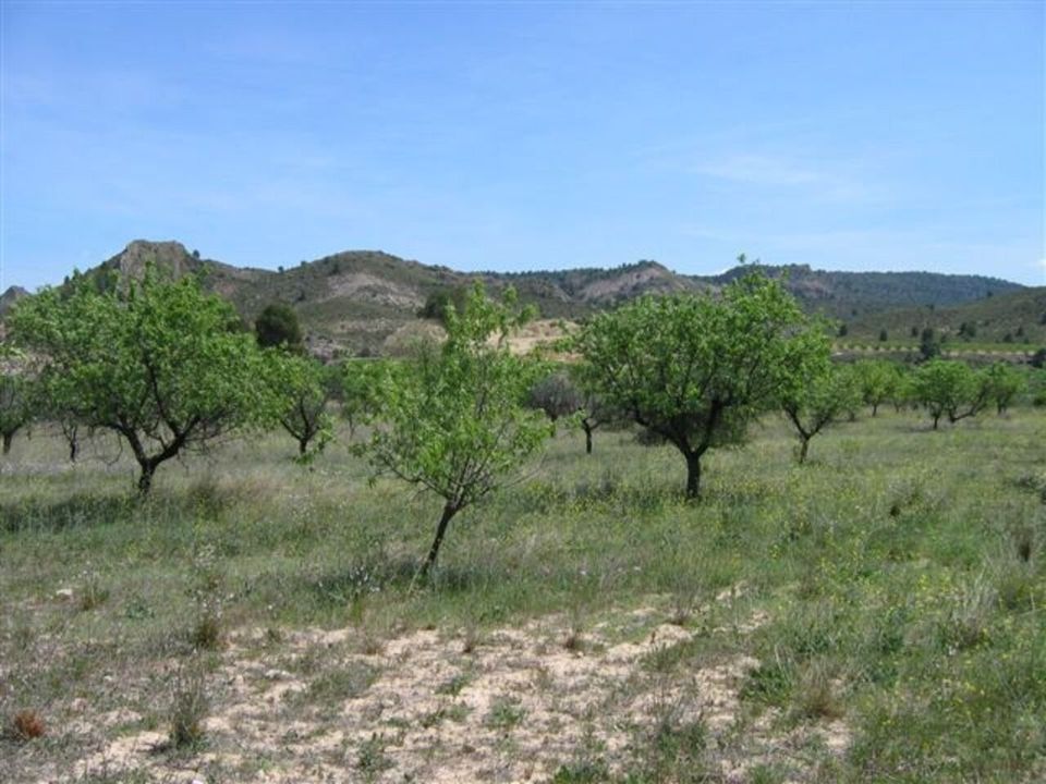 Helårsgrund i Calasparra, Murcia - foto 5