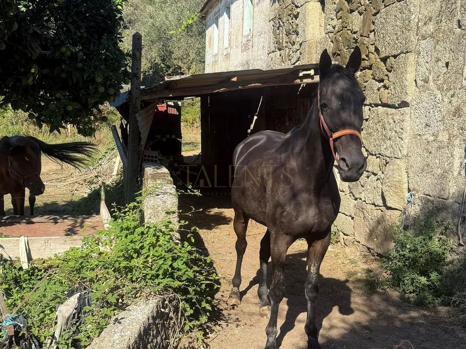 Farm i Vila Real, Vila Real - foto 1