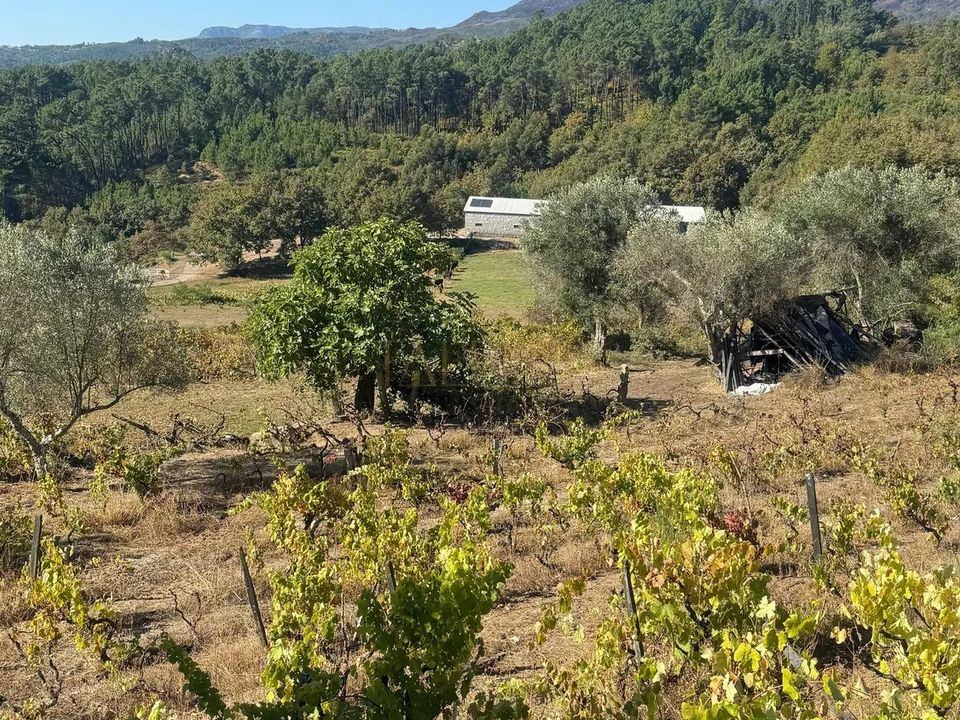 Farm i Vila Real, Vila Real - foto 2