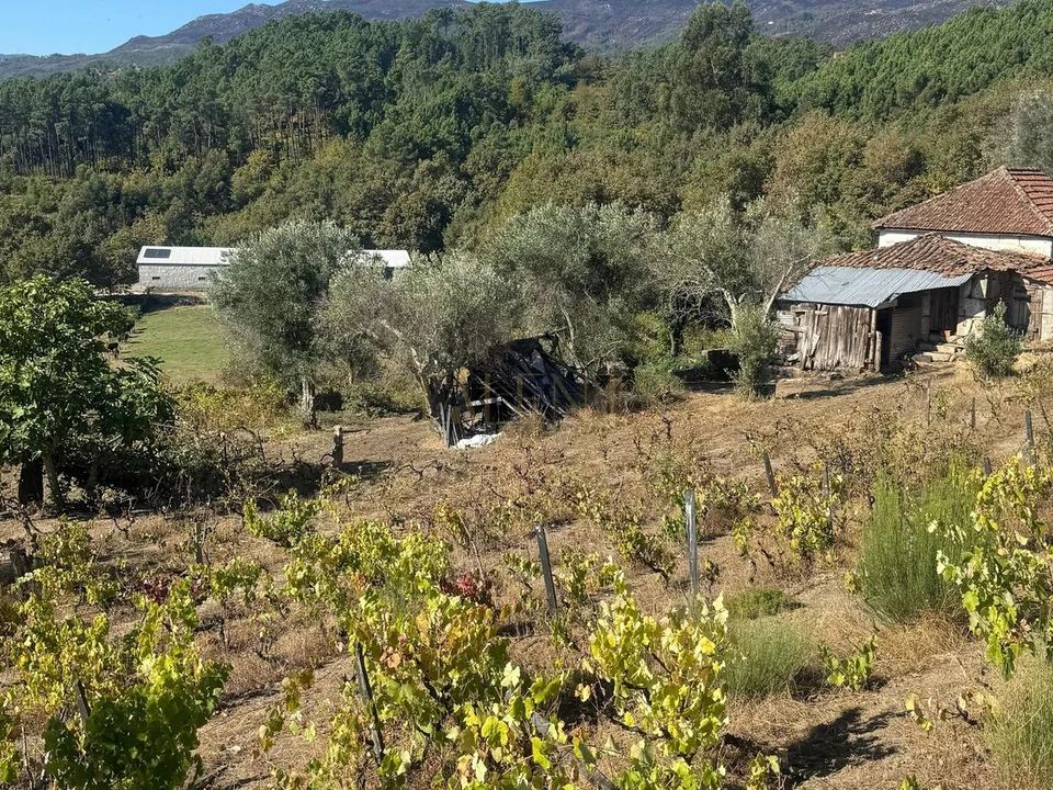 Farm i Vila Real, Vila Real - foto 5