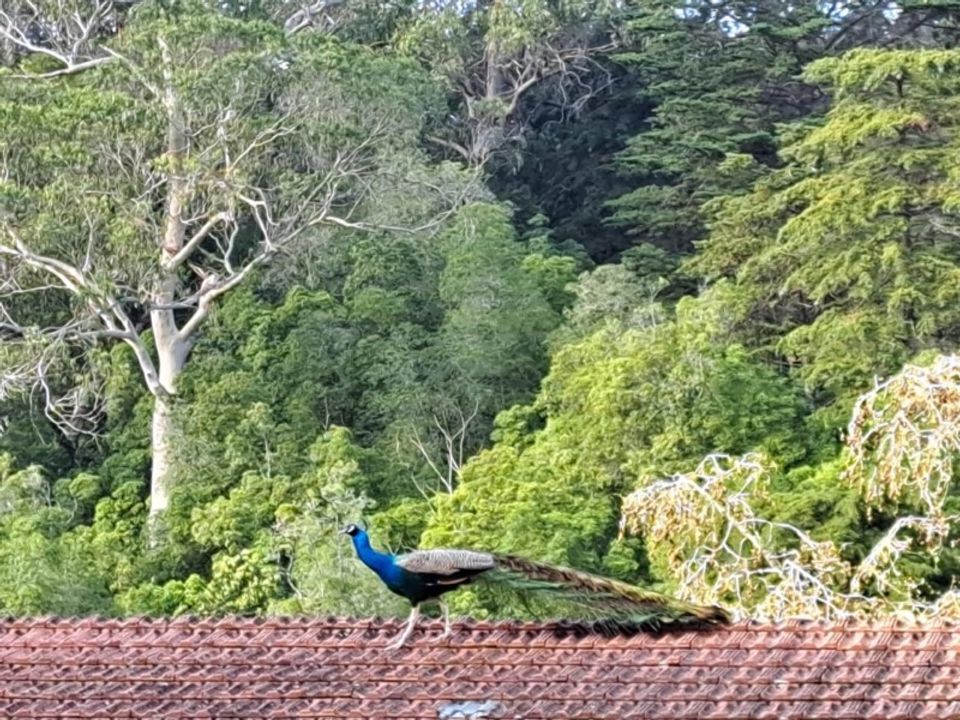 Villa i Sintra, Lisbon - foto 4