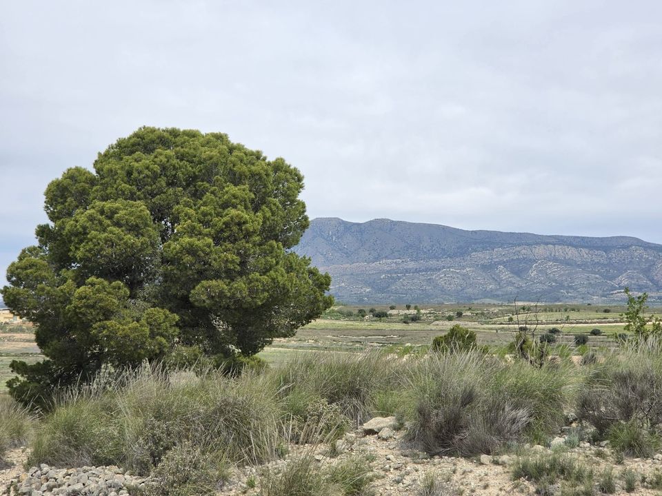 Helårsgrund i Jumilla, Murcia - foto 2