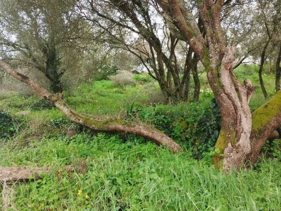Helårsgrund i Sintra, Lisbon - foto 1