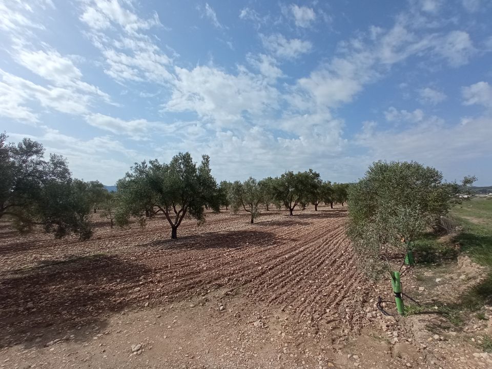 Helårsgrund i Salinas, Alicante - foto 3