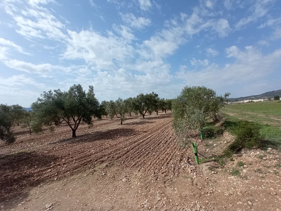 Helårsgrund i Salinas, Alicante - foto 4
