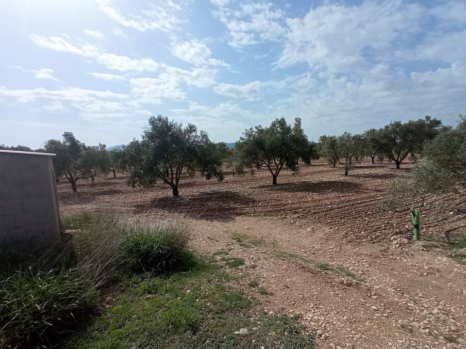 Helårsgrund i Salinas, Alicante - foto 5