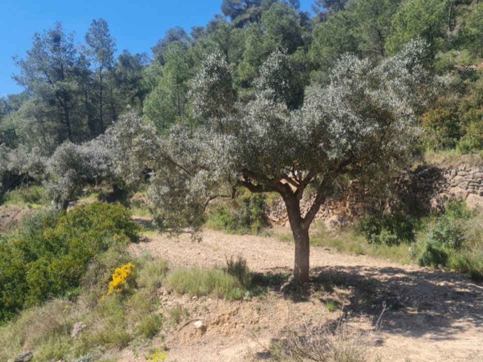 Finca i Mora D'ebre, Tarragona - foto 4