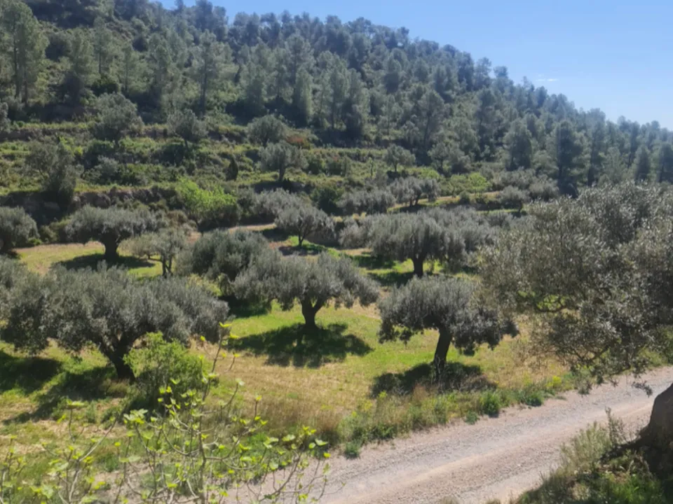 Finca i Mora D'ebre, Tarragona - foto 2