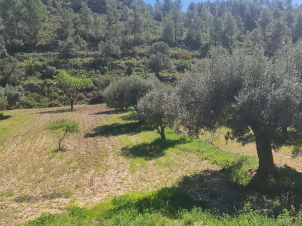 Finca i Mora D'ebre, Tarragona - foto 5