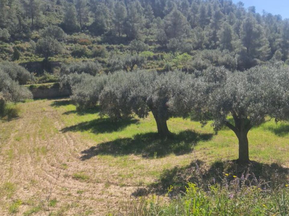 Finca i Mora D'ebre, Tarragona - foto 3