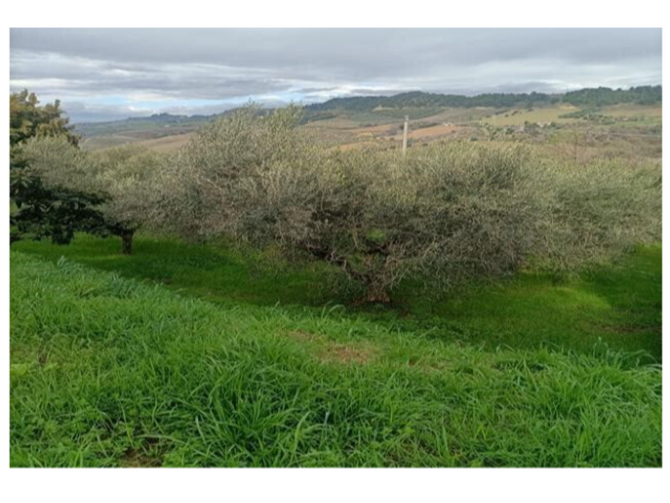 Villa i San Benedetto Del Tronto, Ascoli Piceno - bilde 3