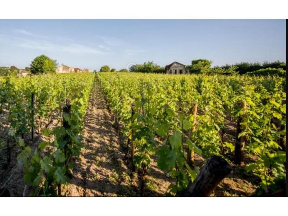 Helårsgrund i Saint-Sulpice-de-Faleyrens, Gironde - foto 1