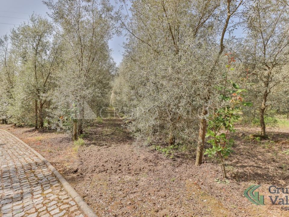 Farm i Amarante, Porto - foto 4