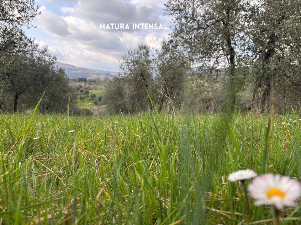 Villa i Roccastrada, Grosseto - foto 3