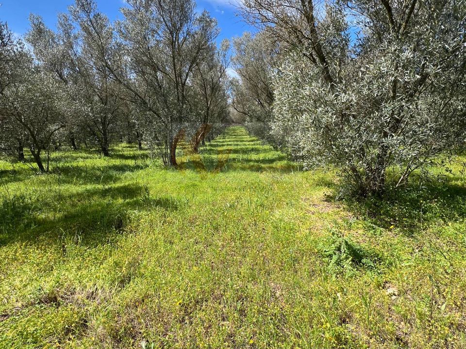 Helårsgrund i Sassari, Sassari - foto 1