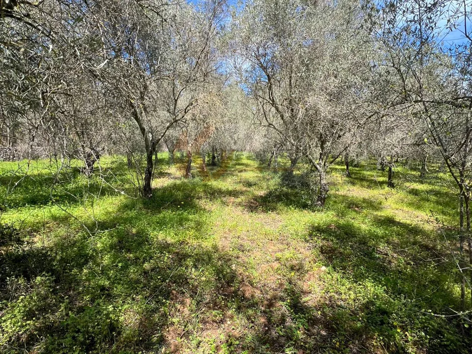 Helårsgrund i Sassari, Sassari - foto 2